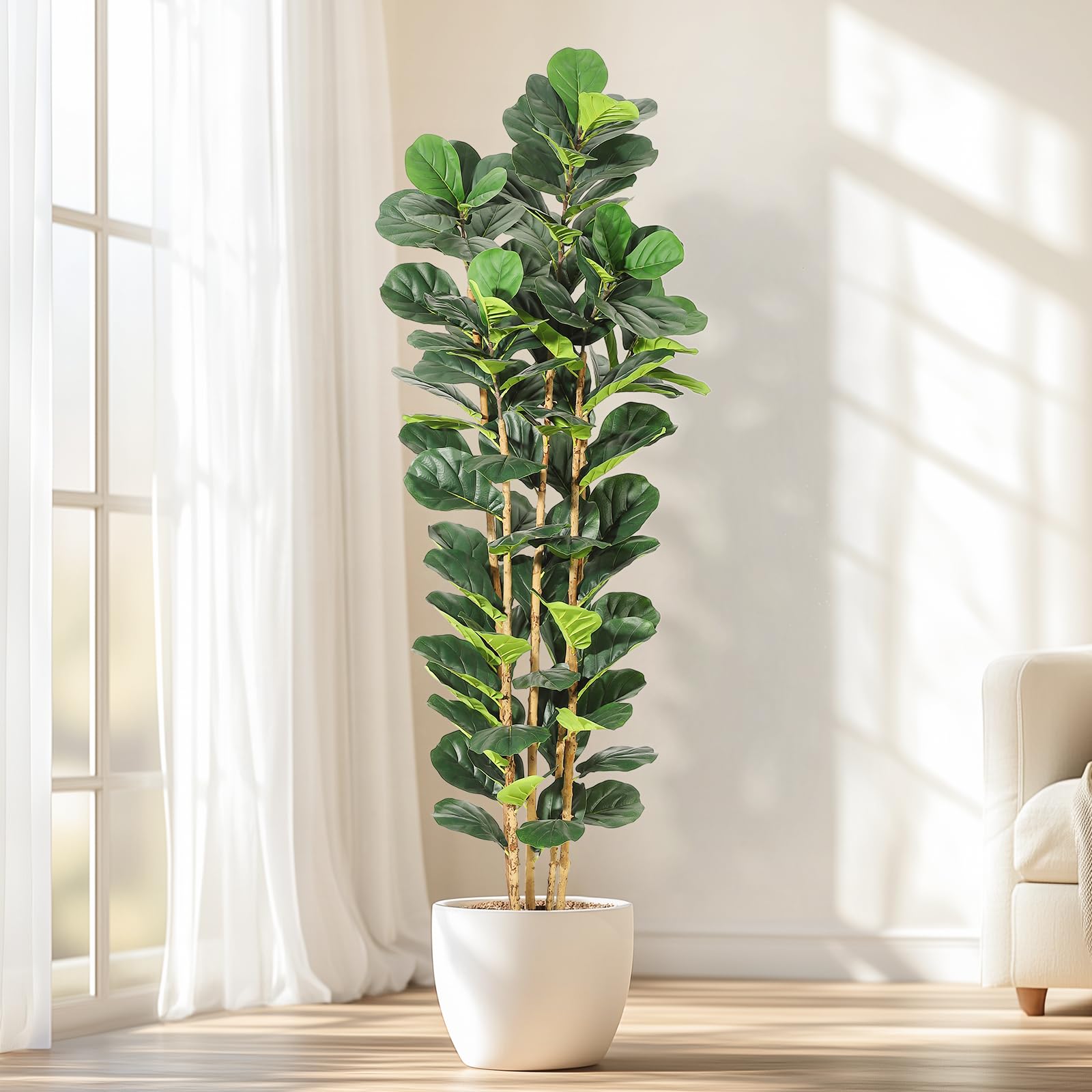 Fiddle Leaf Fig - Pohon Ficus dengan Daun Mirip Fiddle