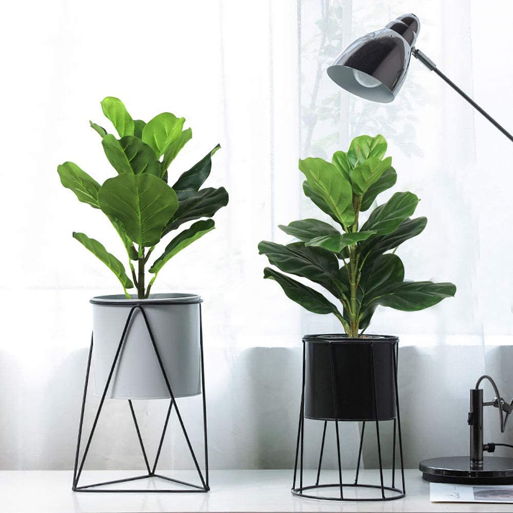 Fiddle Leaf Fig - AB33-2 Buah Pohon Ara Daun Biola