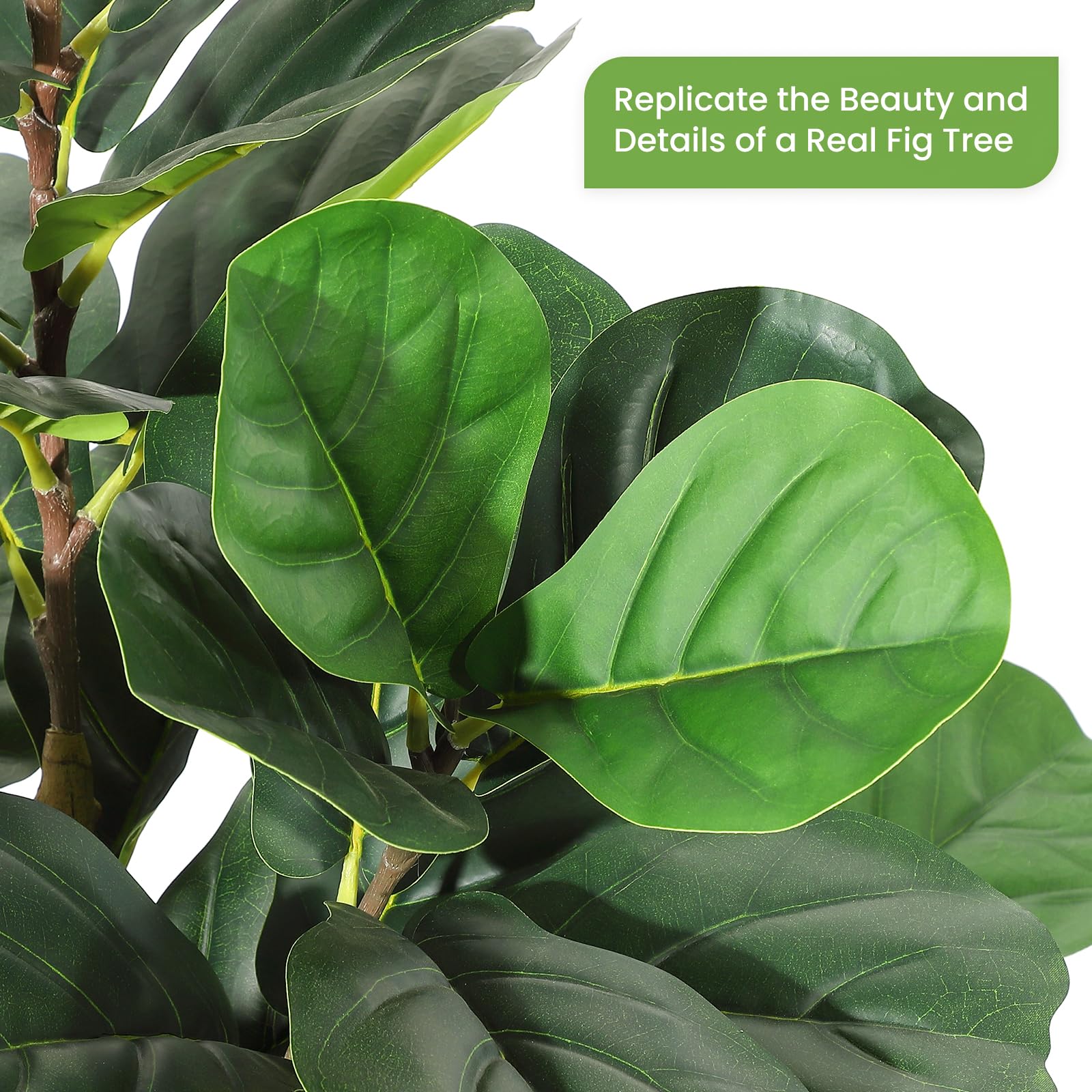 Pohon Ficus dengan Daun Mirip  - Fiddle Leaf Fig ulasan dan harga