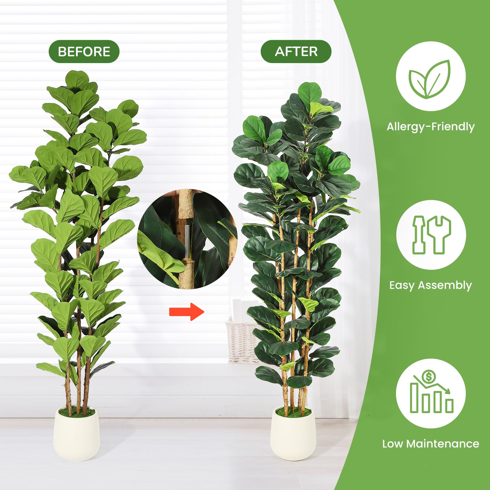 Pohon Ficus dengan Daun Mirip  - Fiddle Leaf Fig ulasan dan harga