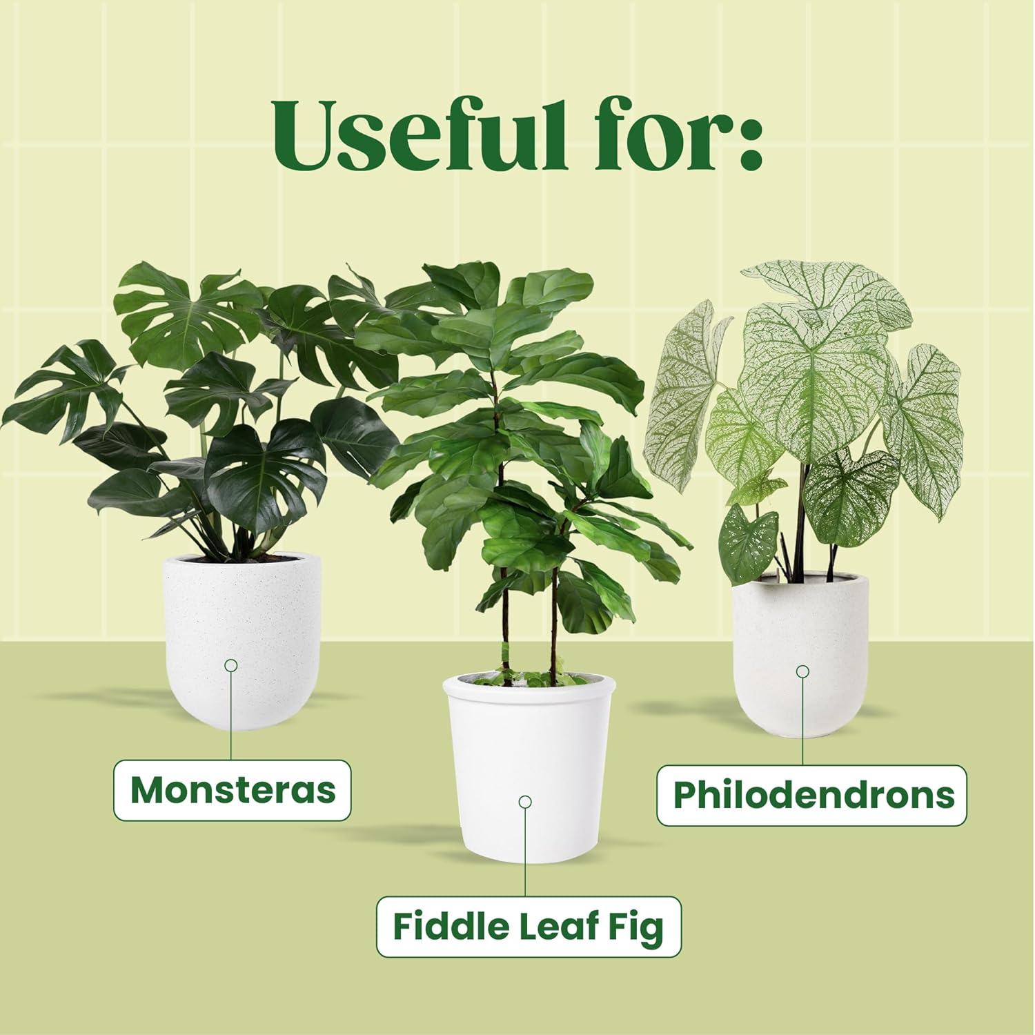 Serum Tanaman KALOYANOV N ° 1: - Fiddle Leaf Fig ulasan dan harga