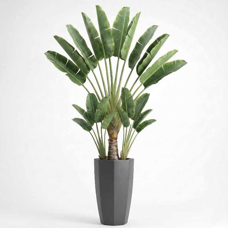 Pohon Fiddle Leaf Fig Plastik  - Fiddle Leaf Fig ulasan dan harga