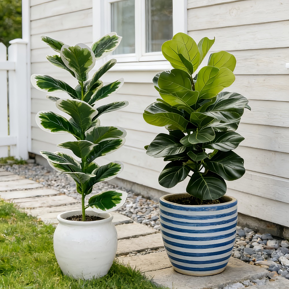 Pohon Beringin Buatan Realisti - Fiddle Leaf Fig ulasan dan harga