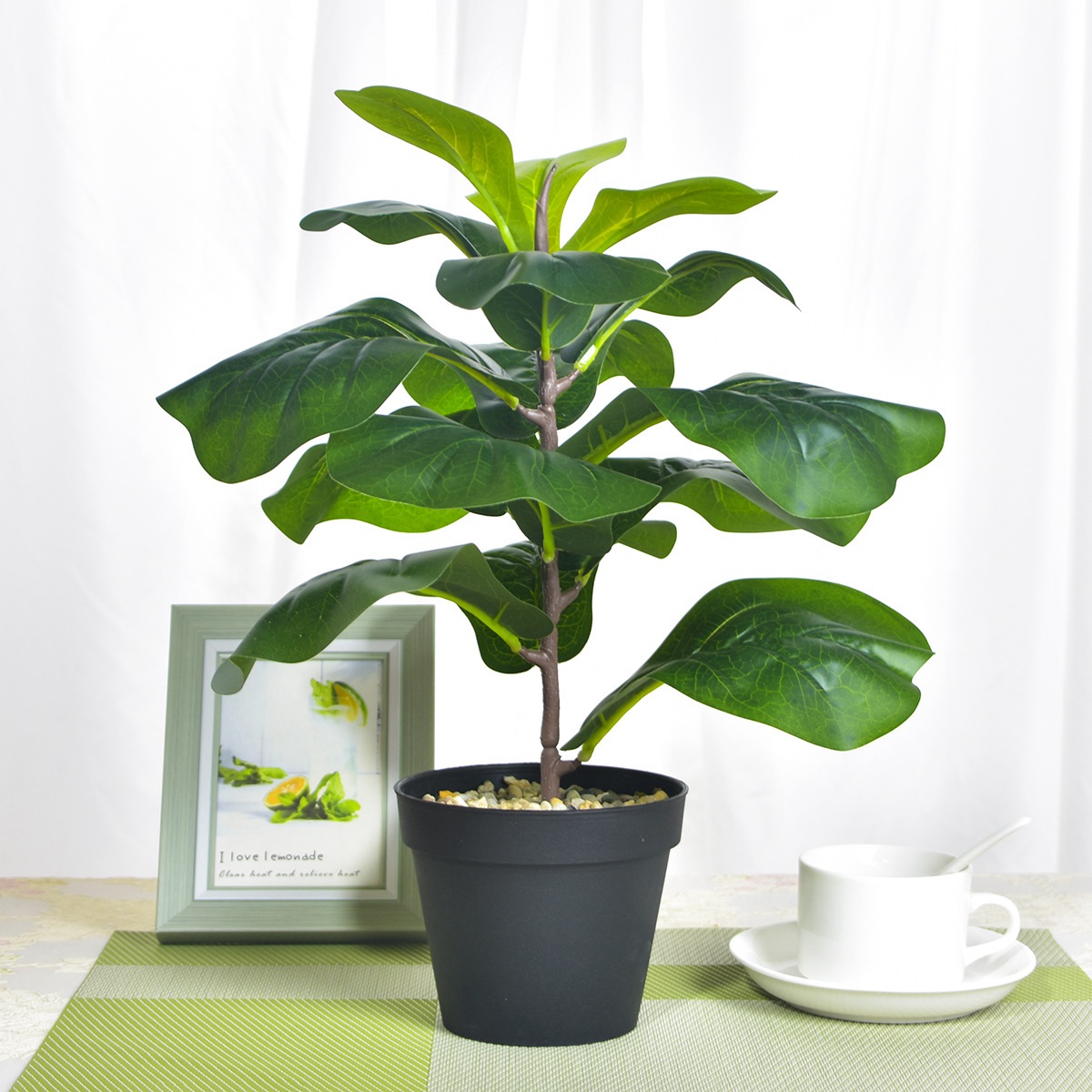 AB33-2 Buah Pohon Ara Daun Bio - Fiddle Leaf Fig ulasan dan harga