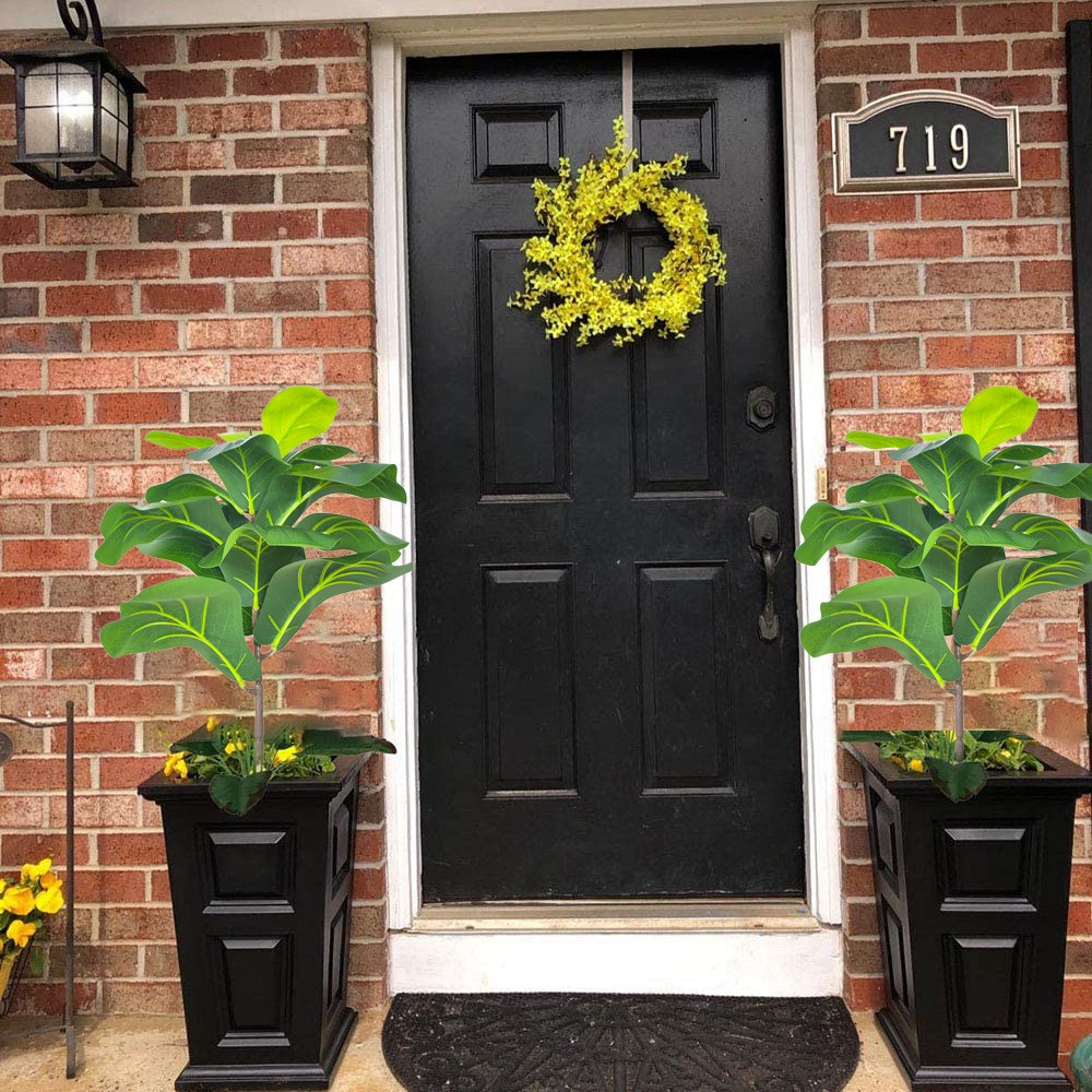 AB33-2 Buah Pohon Ara Daun Bio - Fiddle Leaf Fig ulasan dan harga