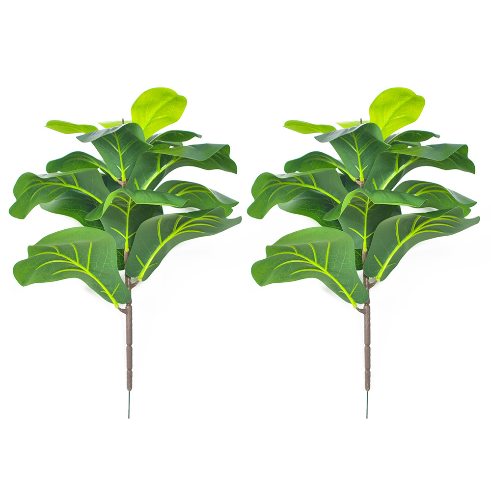 AB33-2 Buah Pohon Ara Daun Bio - Fiddle Leaf Fig ulasan dan harga
